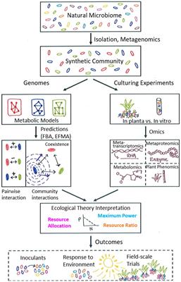 Elucidating Plant-Microbe-Environment Interactions Through Omics-Enabled Metabolic Modelling Using Synthetic Communities